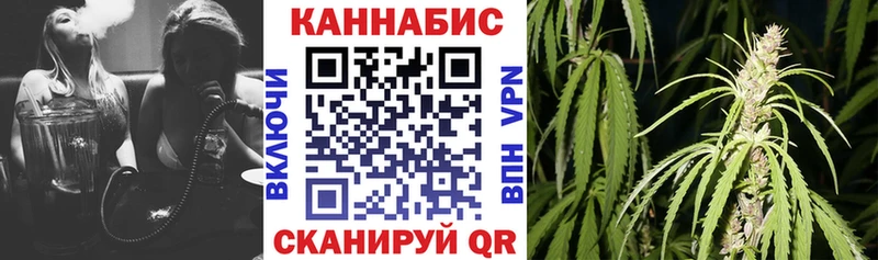 Купить где Курчалой Конопля план